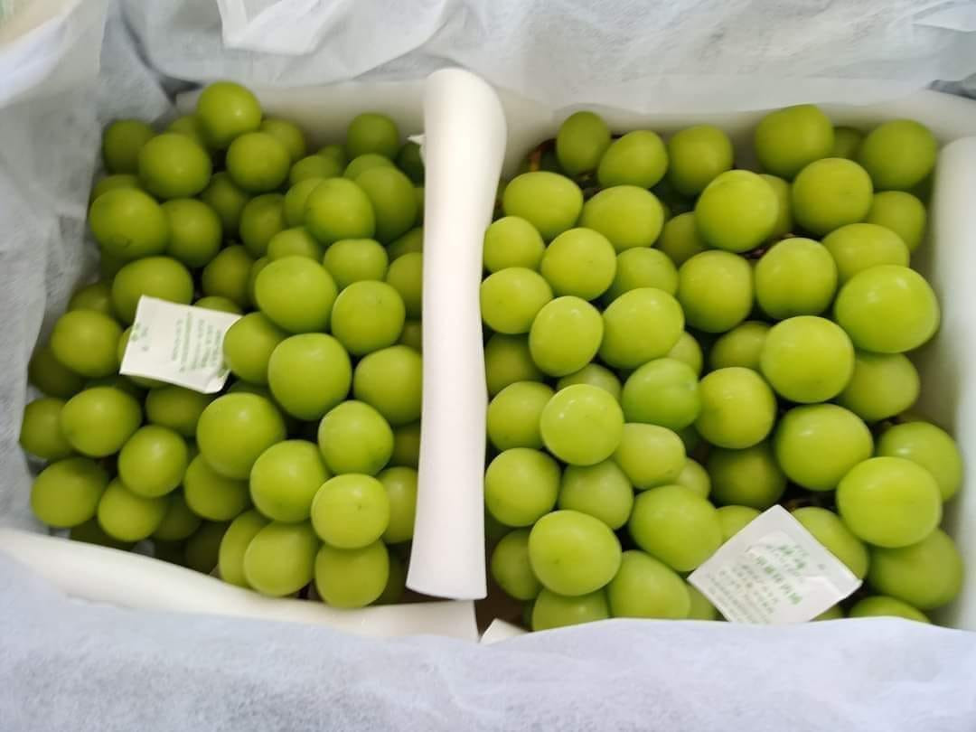 Trước đó, nho sữa Trung Quốc cũng gây sốt chợ Việt với giá bình dân chỉ 70.000-120.000 đồng/kg tuỳ loại. Ảnh: Facebook