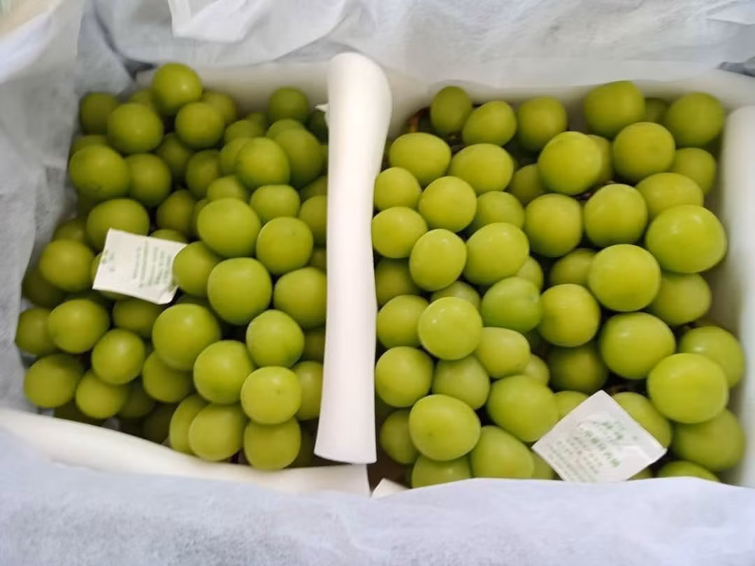 Trước đó, nho sữa Trung Quốc cũng gây sốt chợ Việt với giá bình dân chỉ 70.000-120.000 đồng/kg tuỳ loại. Ảnh: Facebook