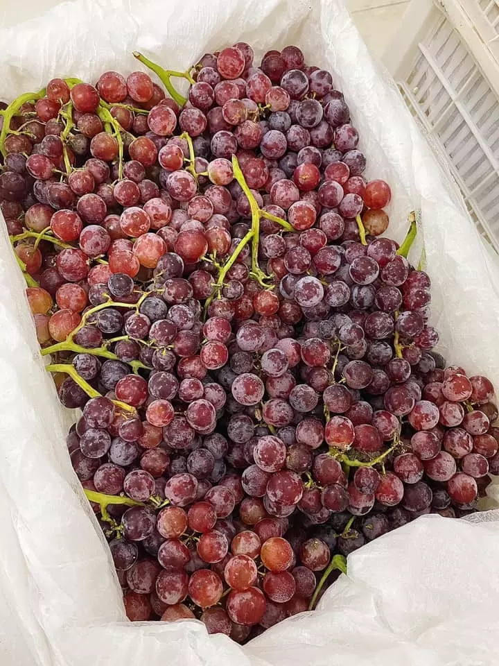 Loại nho này giòn ngọt đậm, không có hạt, cuống tươi giá nên được nhiều chị em yêu thích. Ảnh: Facebook