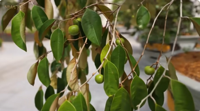 Vú sữa trồng trong chậu nhưng rất sai quả. Ảnh chụp màn hình NhaTo