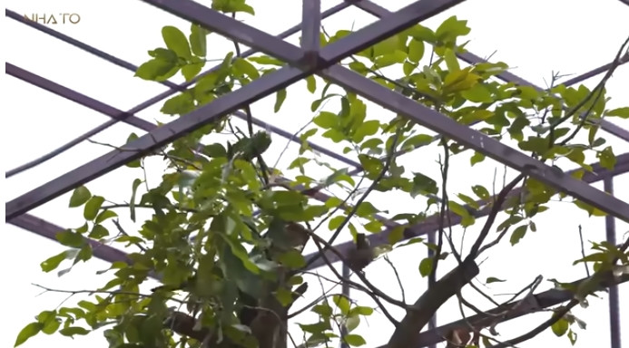 Ngoài cây cảnh, gia chủ còn dành một khu vực để nuôi gà, chim cảnh... Ảnh chụp màn hình NhaTo