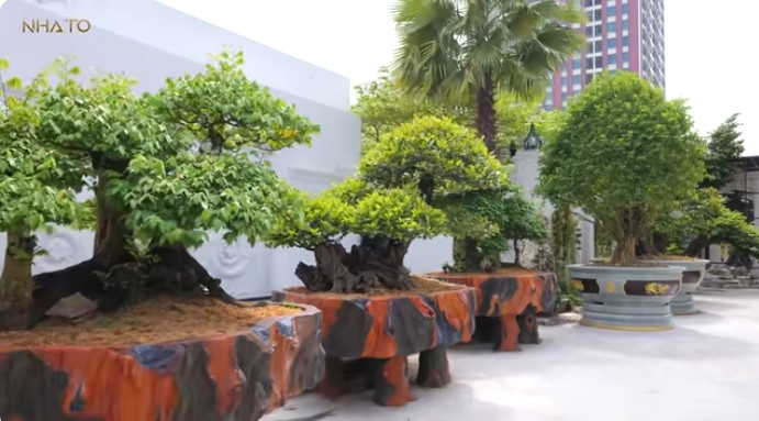 Một góc sân vườn bao gồm nhiều cây bonsai trên chậu như khế cổ, cherry ...Ảnh chụp màn hình NhaTo