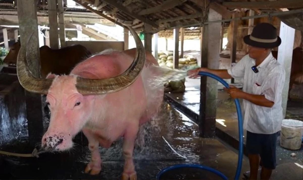 Dù có làn da hồng độc lạ nhưng sức khoẻ của chú trâu không thua kém với trâu da đen. Ảnh: Thương hiệu &amp; pháp luật