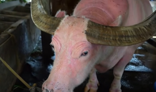 Vài năm gần đây, nhiều người có tiền thấy con trâu hồng lạ nên ngỏ ý muốn mua lại với giá khá cao nhưng ông Út Uột không bán. Ảnh: chụp màn hình Độc lạ Bình Dương