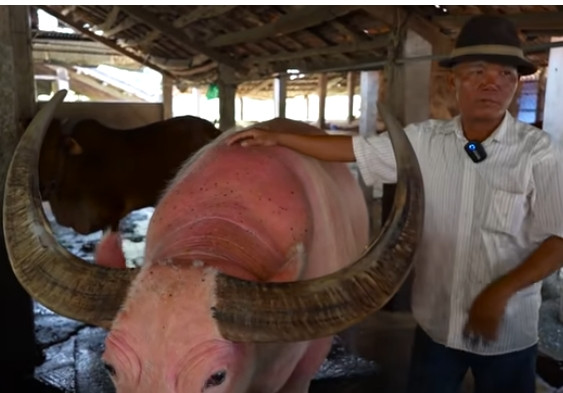 Thậm chí có người trả giá 20 tỷ, ông cũng không bán. Ảnh: chụp màn hình Độc lạ Bình Dương