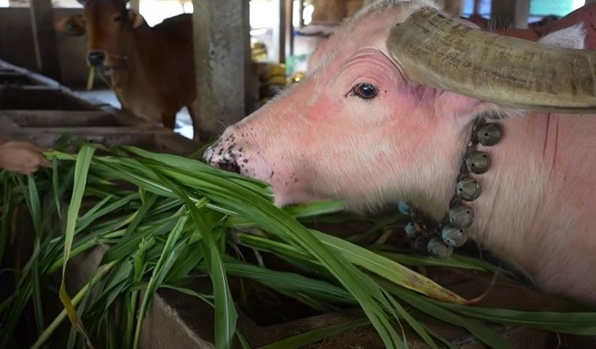 Nhiều người cho rằng chú trâu của gia đình ông Út Uột bị bệnh "bạch tạng". Tuy nhiên, ba ông Út Uột khẳng định đây là một giống trâu có màu hồng tự nhiên có nguồn gốc từ Thái Lan. Ảnh: Saostar