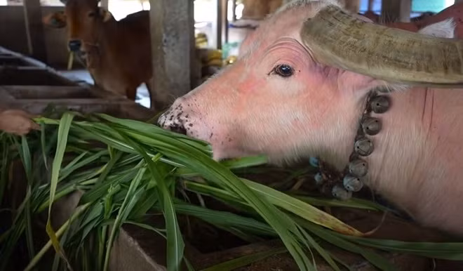 Nhiều người cho rằng chú trâu của gia đình ông Út Uột bị bệnh "bạch tạng". Tuy nhiên, ba ông Út Uột khẳng định đây là một giống trâu có màu hồng tự nhiên có nguồn gốc từ Thái Lan. Ảnh: Saostar