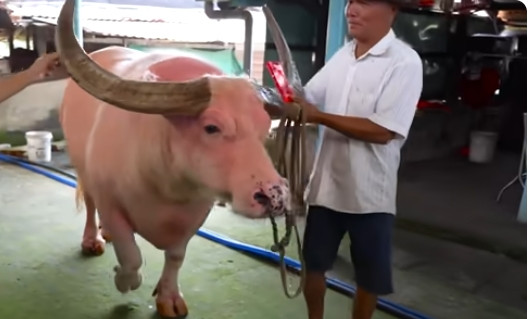 Với gia đình ông Ghên, con trâu hồng không chỉ là một thành viên trong gia đình mà còn ngợi nhớ nhiều ký ức vui vẻ. Ảnh: chụp màn hình Độc lạ Bình Dương