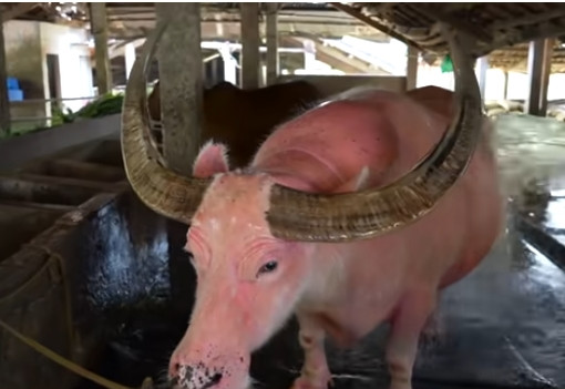 Chú trâu hồng vừa ăn cỏ, vừa ăn rơm, vừa ăn một số thực phẩm khác. Ảnh: chụp màn hình Độc lạ Bình Dương