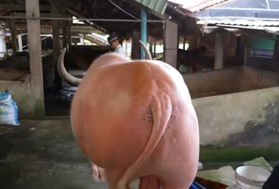 Theo ông Ghên, hơn 20 năm qua, chú chưa từng mắc bất cứ bệnh nào cả. Ngay cả thời điểm đàn bò nhà ông bị dịch bệnh thì chú vẫn khỏe mạnh, ăn uống bình thường. Ảnh: chụp màn hình Độc lạ Bình Dương