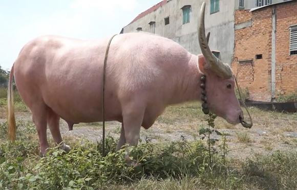  Con trâu màu hồng độc đáo này được ông Ghên mua ở Tây Ninh từ năm 2001 với giá 12 triệu (tương đương 3 cây vàng lúc bấy giờ). Ảnh: Thương hiệu &amp; pháp luật