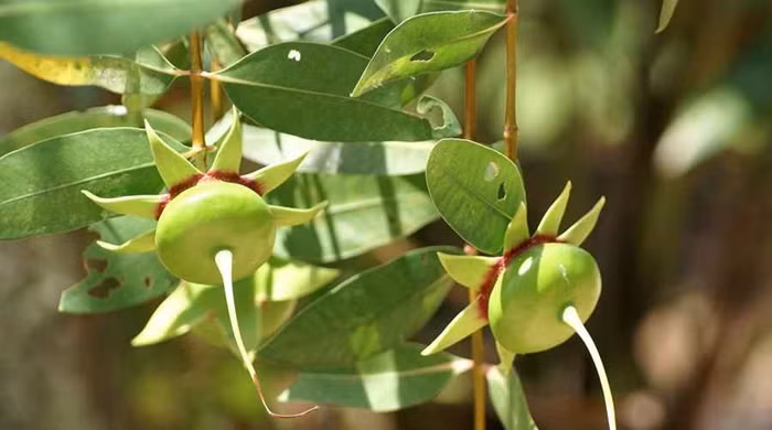 Trái bần gắn liền với người dân ở miền Tây từ xa xưa. Quả hình tròn dẹt, phần đuôi nhọn và cuống nhiều cánh tỉa ra nhưu ngôi sao. Ảnh: Internet