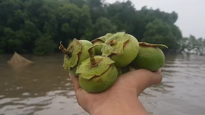Ngoài quả nhàu, trái bần miền Tây cũng hóa "mỏ vàng" mang về nguồn thu nhập không nhỏ cho người dân. Ảnh: Internet