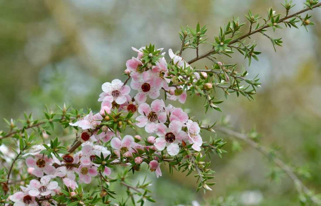 Ngoài ra, mật ong Manuka còn do hoa Manuka có thời gian ra hoa rất ngắn, chỉ nở trong 2-6 tuần mỗi năm. Ảnh: Wild