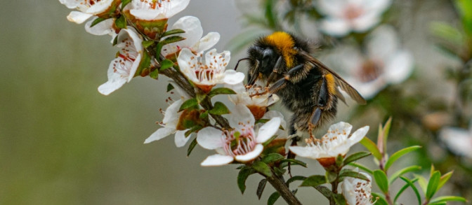 Loại mật ong đắt đỏ này được tạo ra bởi những con ong thụ phấn cho hoa của cây Manuka, được mệnh danh là "rượu sâm panh trong thế giới mật ong". Ảnh: Kivahealth