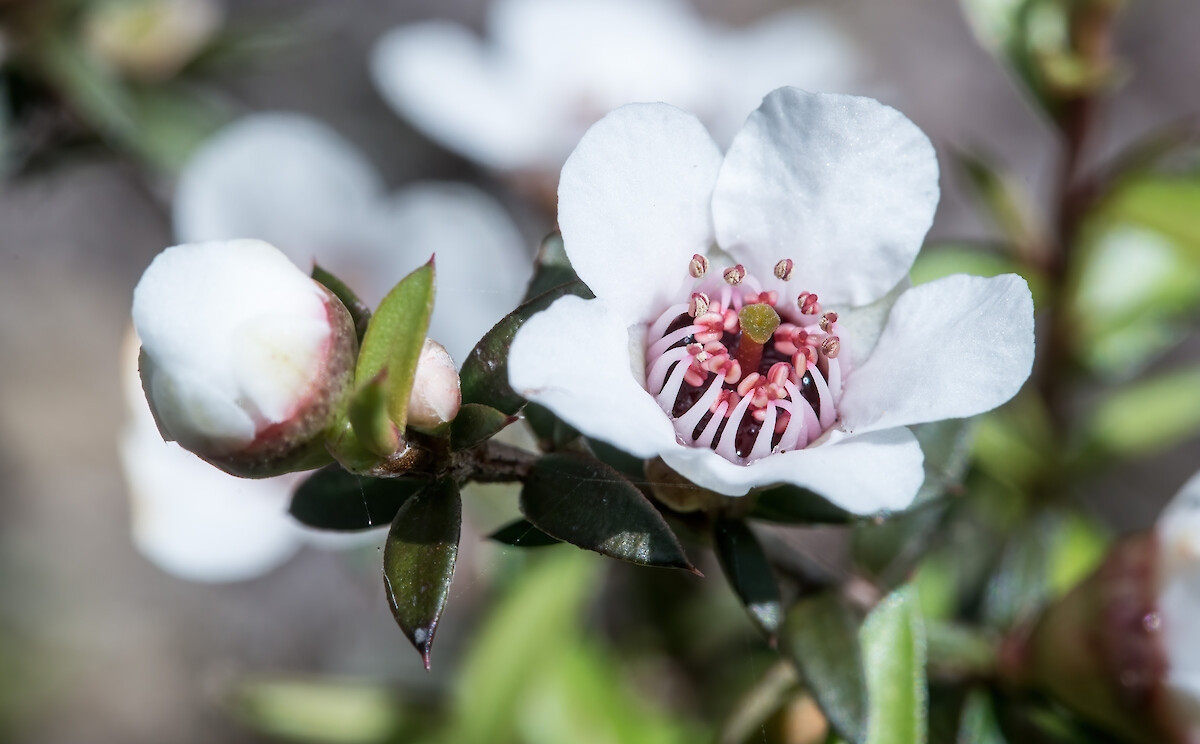 Rừng Manuka thường nằm ở vị trí hẻo lánh nên việc vận chuyển (của cả ong và người nuôi ong) được thực hiện bằng trực thăng, với mức giá tương đối cao, khiến chi phí sản xuất trở nên vô cùng đắt đỏ. Ảnh: Getty