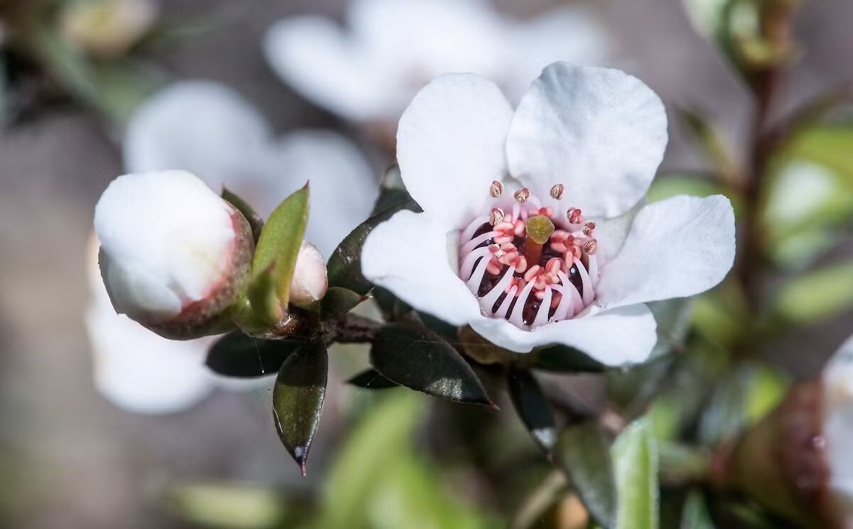Rừng Manuka thường nằm ở vị trí hẻo lánh nên việc vận chuyển (của cả ong và người nuôi ong) được thực hiện bằng trực thăng, với mức giá tương đối cao, khiến chi phí sản xuất trở nên vô cùng đắt đỏ. Ảnh: Getty