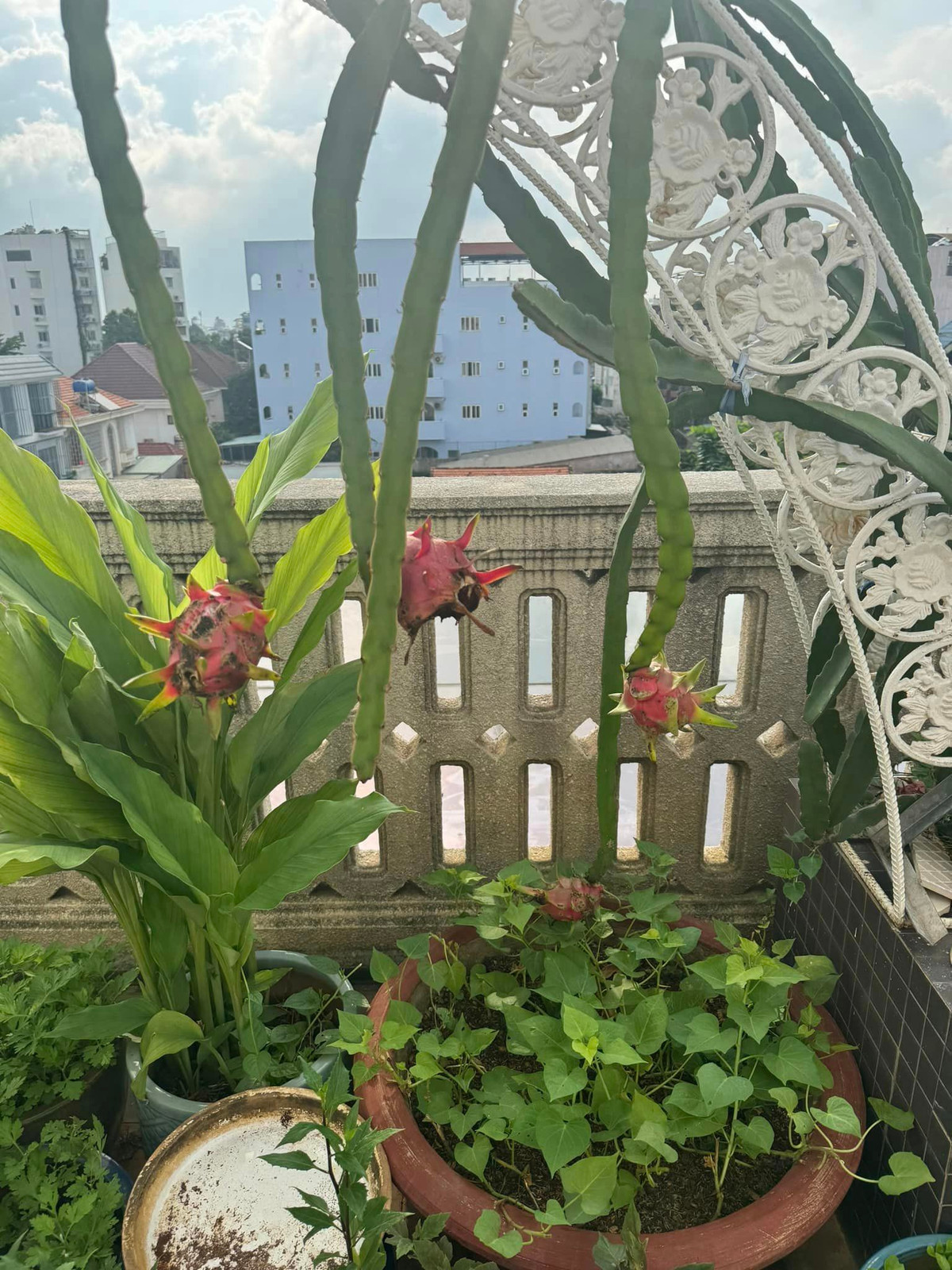 Thanh long cho trái to. Ảnh: FB Giang My Nguyen