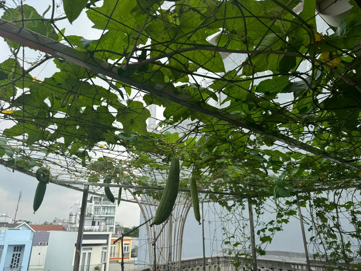 Giàn mướp sai trĩu quả. Ảnh: FB Giang My Nguyen