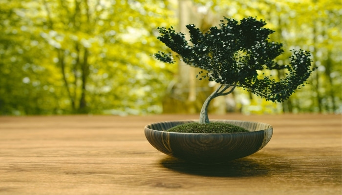 Việc tạo ra và duy trì một cây bonsai đòi hỏi nhiều thời gian và sự tận tâm. Nghệ nhân phải liên tục theo dõi và điều chỉnh sự phát triển của cây, đảm bảo rằng cây tuân theo hình dạng và phong cách mong muốn. Ảnh: Hoacuatoi
