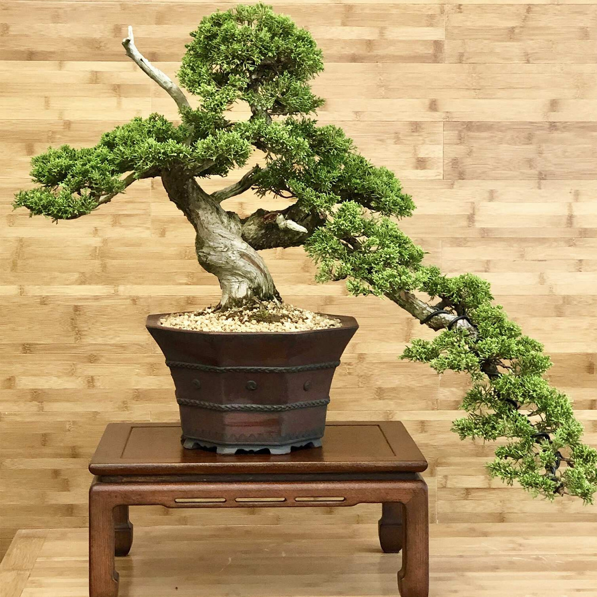 Nếu được chăm sóc đúng cách, cây bonsai có thể sống qua nhiều thập kỷ hoặc thậm chí nhiều thế kỷ. Với việc tưới nước, bón phân , cắt tỉa và thay chậu tỉ mỉ, cây bonsai có thể được truyền qua nhiều thế hệ như một vật gia truyền quý giá. Ảnh: Facebook