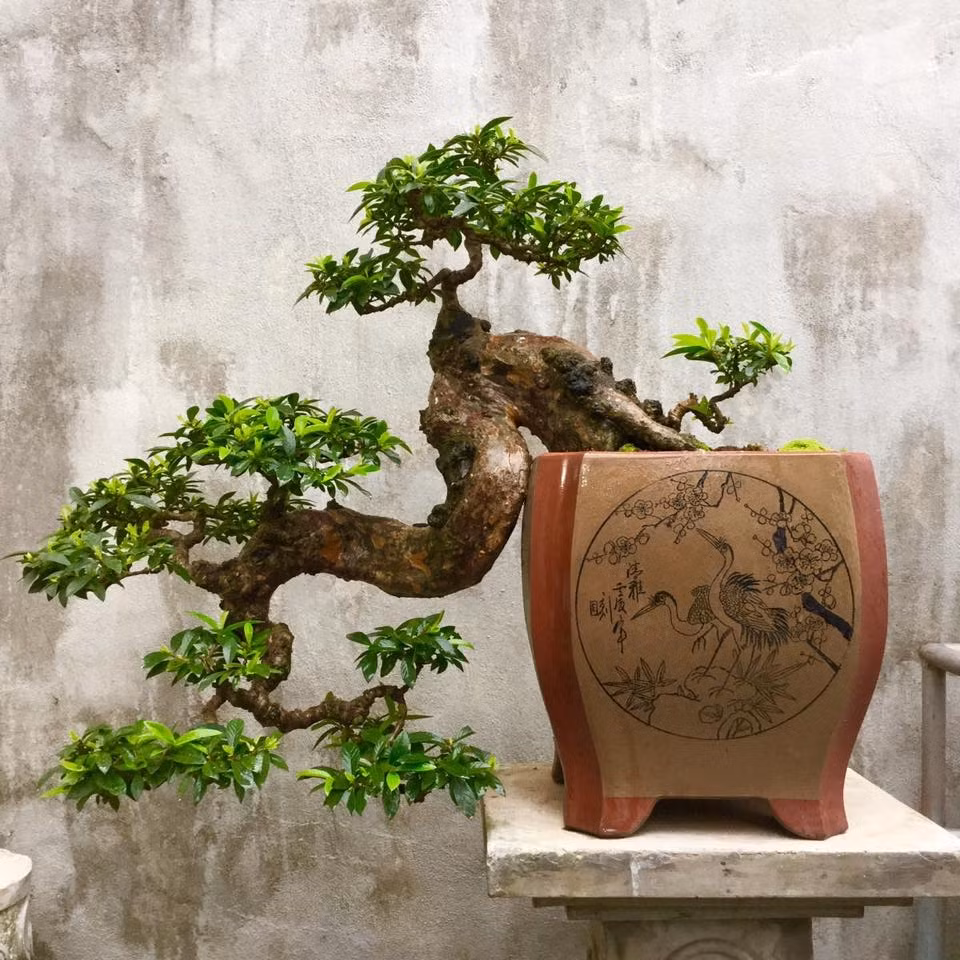 Những người đam mê cây cảnh sử dụng nhiều kỹ thuật khác nhau để đạt được các phong cách khác nhau, chẳng hạn như thẳng đứng, nghiêng, thác đổ, bán thác đổ... Ảnh: Facebook