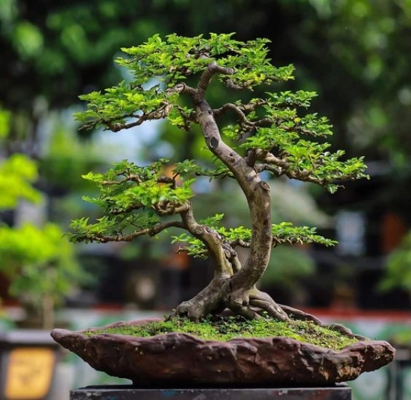 Nghệ thuật bonsai đòi hỏi phải cắt tỉa, uốn dây và tạo hình cẩn thận để tạo ra hình dạng cây cảnh như mong muốn. Ảnh: LG Tech