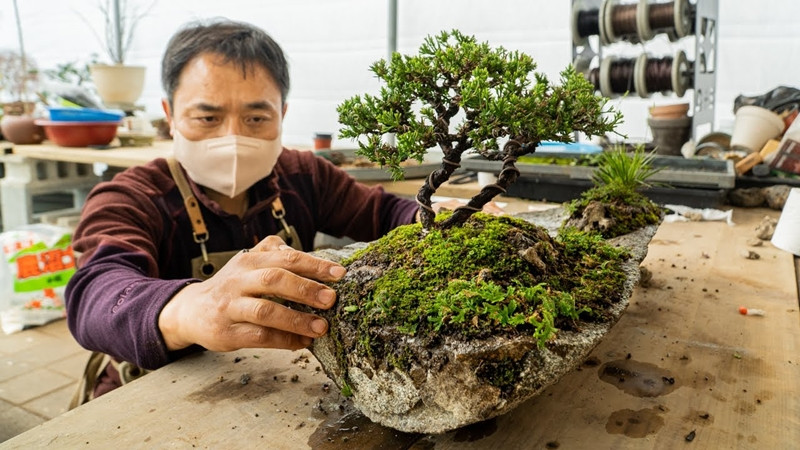  Bonsai là một kỹ thuật truyền thống của Nhật Bản trong việc trồng cây cảnh thu nhỏ trong chậu. Nó có nguồn gốc từ Trung Quốc nhưng sau đó được người Nhật cải tiến và phổ biến. Ảnh: Facts