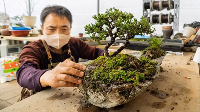  Bonsai là một kỹ thuật truyền thống của Nhật Bản trong việc trồng cây cảnh thu nhỏ trong chậu. Nó có nguồn gốc từ Trung Quốc nhưng sau đó được người Nhật cải tiến và phổ biến. Ảnh: Facts