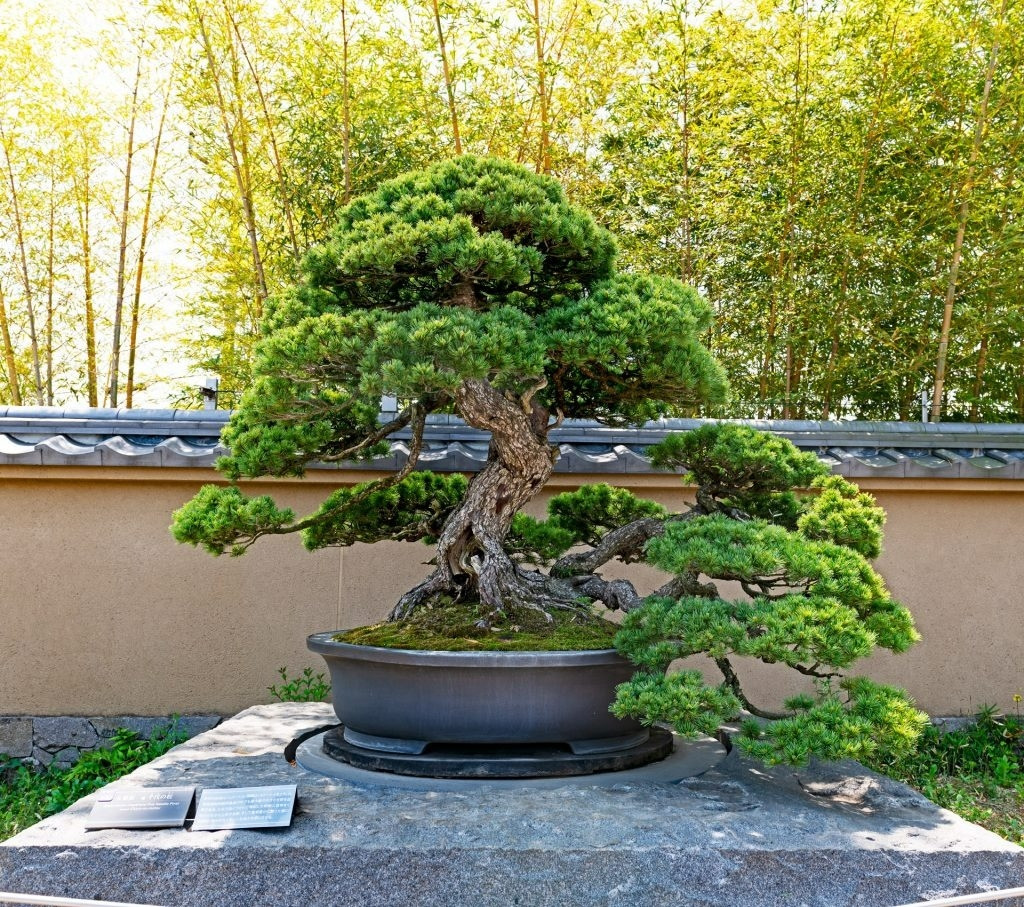 Trong văn hóa Nhật Bản, cây bonsai được coi là biểu tượng của sự hòa hợp, cân bằng và hòa bình. Chúng phản ánh vẻ đẹp của thiên nhiên được lưu giữ trong một môi trường nhỏ, được kiểm soát và truyền cảm hứng cho sự chiêm nghiệm và tĩnh lặng. Ảnh: BonsaiVietNam