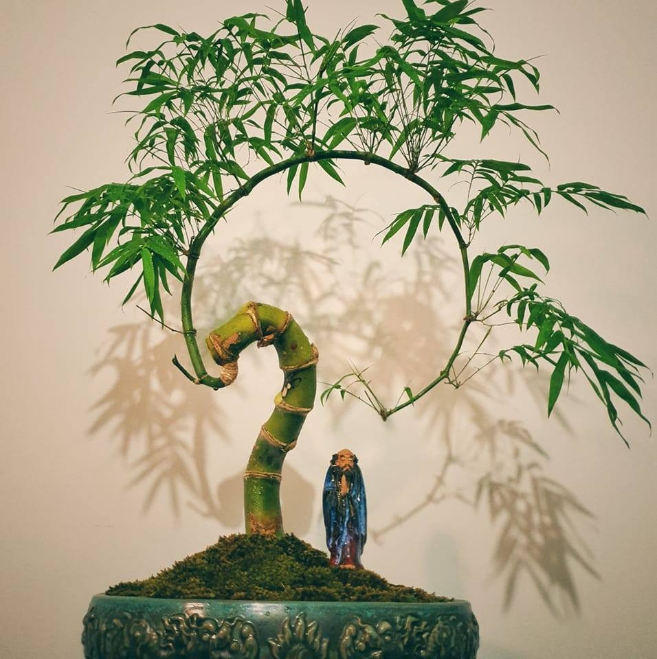 Cây bonsai phát triển mạnh trong điều kiện môi trường cụ thể. Chúng cần đủ ánh sáng mặt trời, độ ẩm thích hợp và được bảo vệ khỏi nhiệt độ khắc nghiệt. Ảnh: Trebonsai