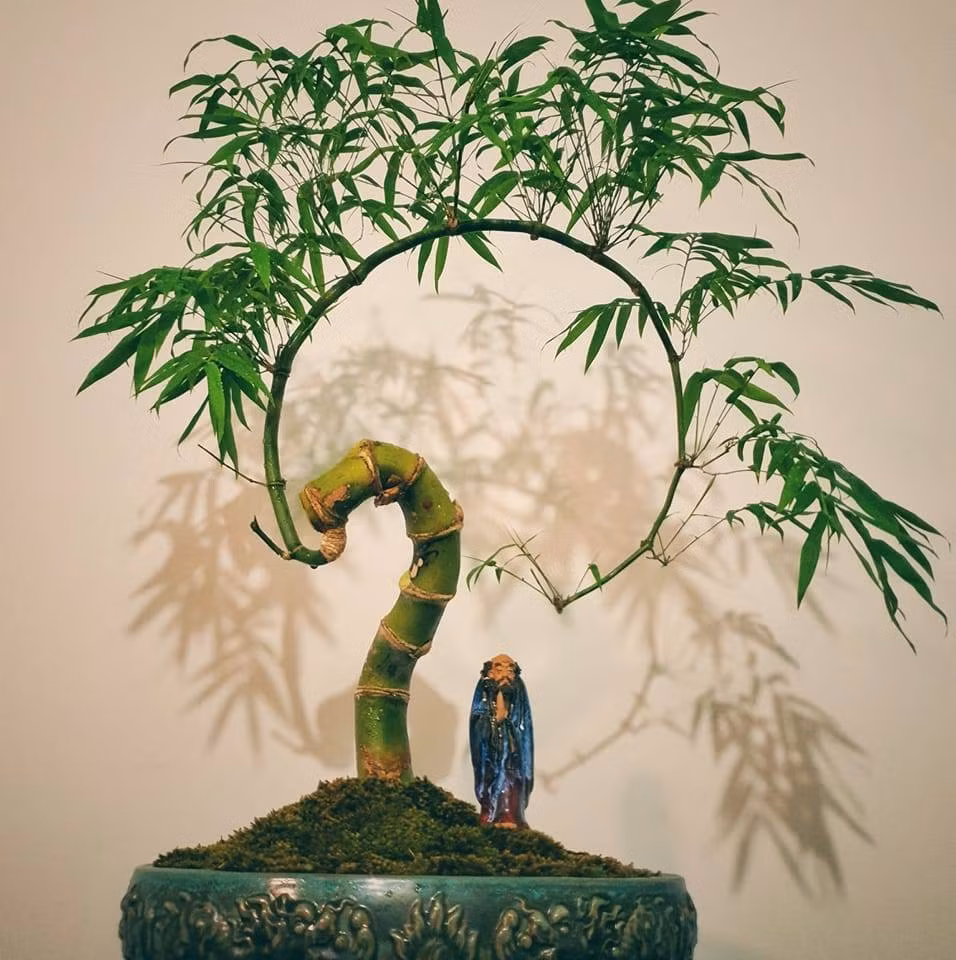 Cây bonsai phát triển mạnh trong điều kiện môi trường cụ thể. Chúng cần đủ ánh sáng mặt trời, độ ẩm thích hợp và được bảo vệ khỏi nhiệt độ khắc nghiệt. Ảnh: Trebonsai