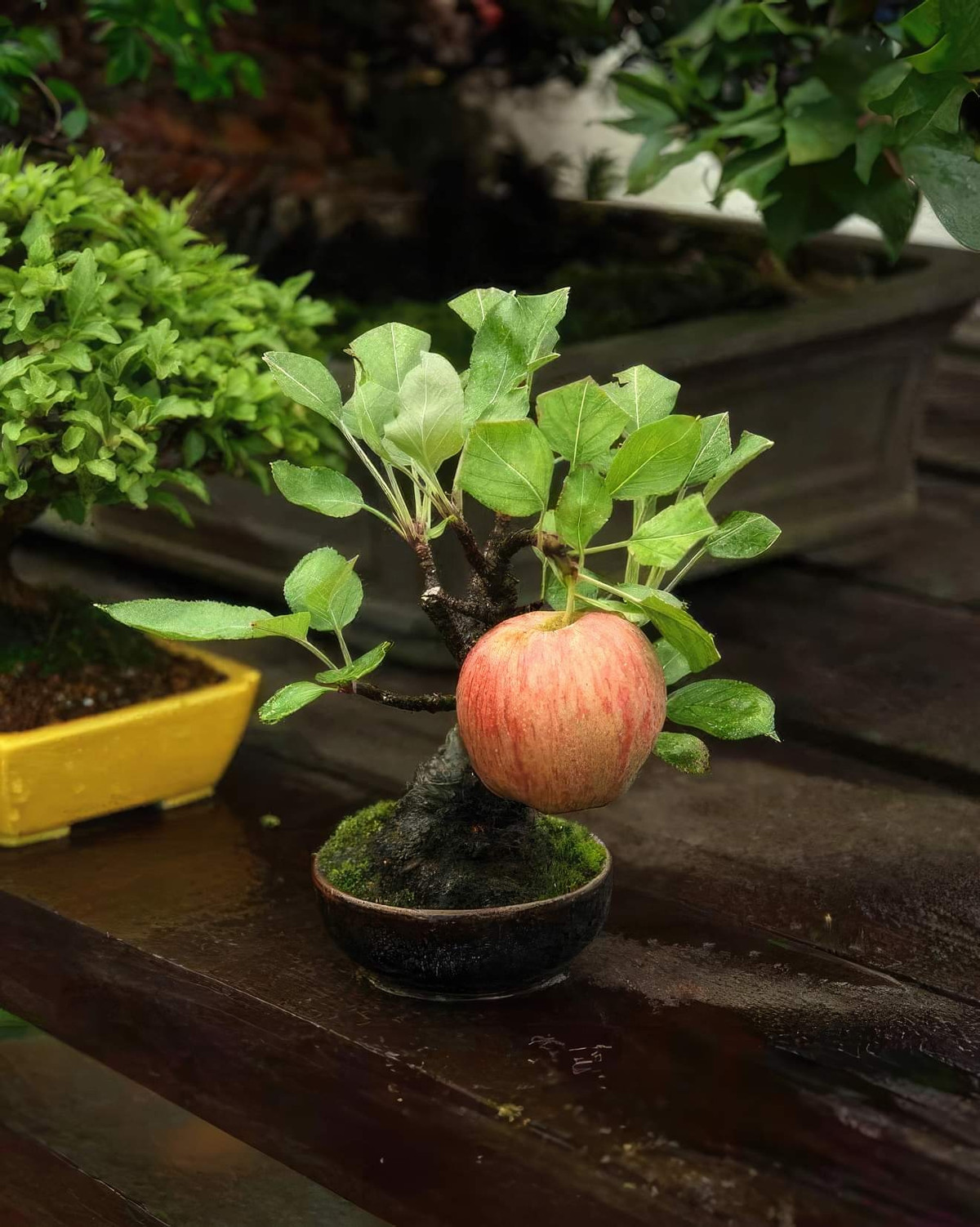 Tùy thuộc vào từng loài, cây bonsai có thể cho ra quả và hoa nhỏ. Chẳng hạn như cây bonsai hoa anh đào cho ra hoa màu hồng tinh tế, và cây bonsai táo lùn, có thể cho ra quả táo nhỏ. Ảnh: Internet