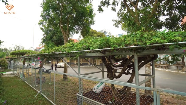 Những cây hoa giấy được sưu tầm về đều thuộc hàng cổ thụ, có tuổi đời khoảng vài chục năm. Ảnh chụp màn hình NhaTo