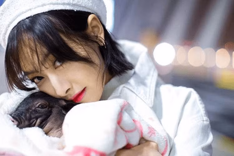 Tống Thiến (Victoria), cựu thành viên nhóm nhạc nữ Hàn Quốc F(x) cũng chọn một chú lợn làm thú cưng. Cô và thú cưng của mình cùng nhau tham gia một chương trình thực tế. (Ảnh: weibo)