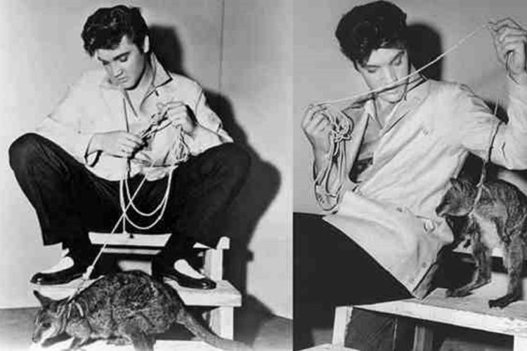 Cố danh ca Elvis Presley chọn một con kangaroo làm thú cưng. (Ảnh: Rolling Stone)