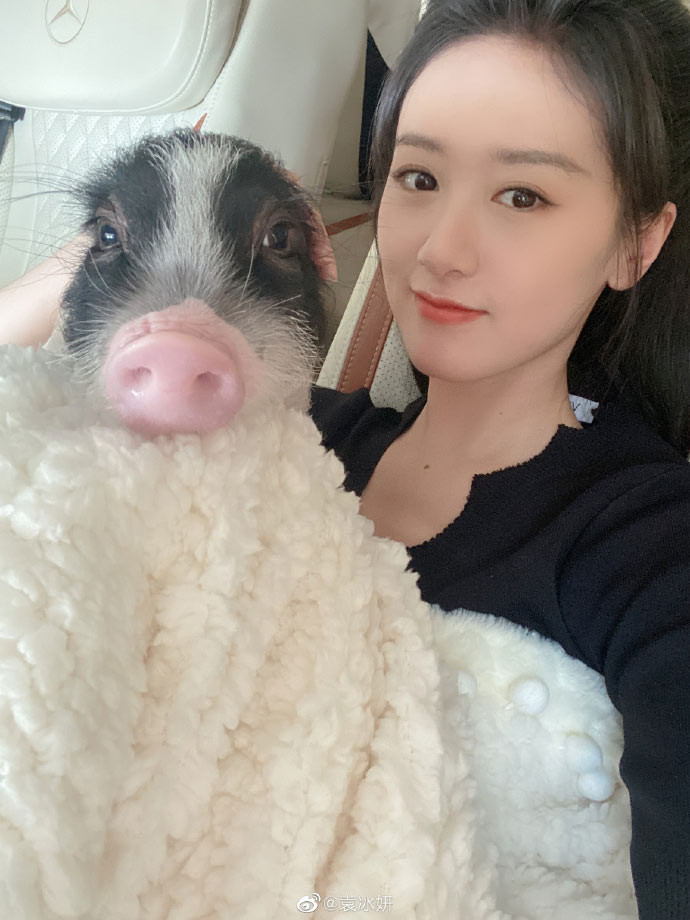 Ngày 17/8, nữ diễn viên sinh năm 1992 cùng thú cưng là chú lợn Thẩm Ngạo Ngạo tới một nhà hàng để dùng bữa. Một lúc sau Thẩm Ngạo Ngạo biến mất và người đẹp họ Viên phải huy động tới 10 trợ lý đi tìm thú cưng.