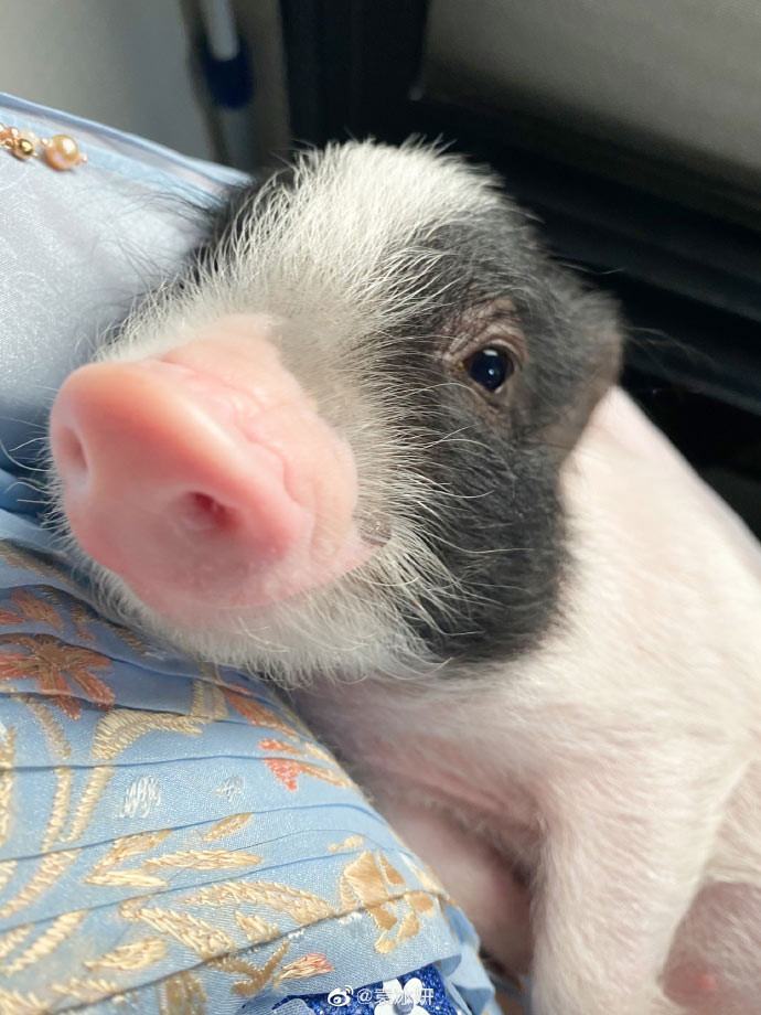 Chú lợn nhỏ được Viên Băng Nghiên coi như thú cưng và được cô chăm sóc rất kỹ lưỡng.