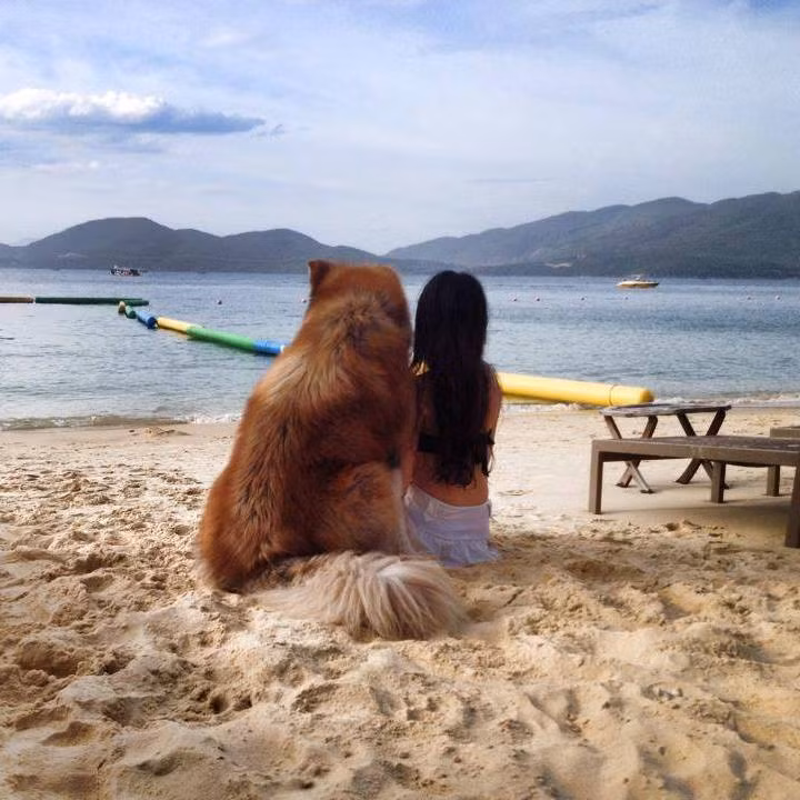 Dù được nhiều bạn bè, thành viên hội nhóm chơi chó hỏi mua A Ngưu với giá vài trăm triệu đồng nhưng vợ chồng anh Thiện, chị Diễm vẫn cương quyết không bán bởi tình cảm đến nay với chú chó trung thành này đã quá lớn.