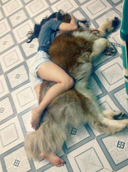 Những hình ảnh như thế này đủ chứng minh tình cảm, sự thân thiết giữa chú chó khổng lồ, trung thành với chủ nhân của mình.