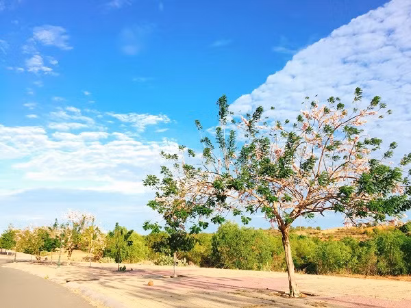 Khi nhắc đến hoa anh đào, nhiều người thường liên tưởng ngay đến Đà Lạt hoặc vùng núi Tây Bắc, hay xa xôi hơn là đất nước Nhật Bản. Nhưng Phan Thiết lại có một loài hoa mang vẻ đẹp của hoa anh đào và được trồng dọc theo 2 bên đường, tạo nên một khung cảnh tuyệt đẹp.