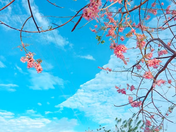 Sau Tết Nguyên đán, hoa đỗ mai lại có dịp khoe sắc khắp vùng, tạo nên cảnh tượng đẹp mắt.