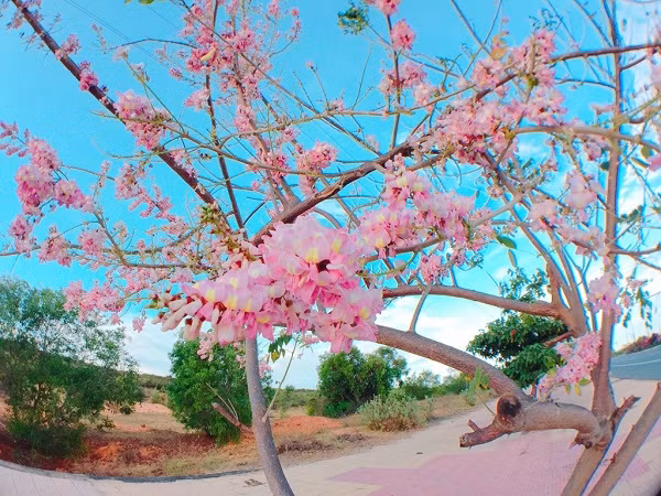 Du khách đến Phan Thiết mùa này vừa cảm nhận không khí trong lành của những làn gió biển, vừa được dịp ngắm hoa đỗ mai nở, có những giây phút mộng mơ.