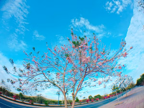 Ở Phan Thiết, trên cung đường 706B, Mũi Né, bạn có thể ngắm được cảnh sắc tuyệt đẹp của thiên nhiên: một bên là đồi cát, một bên là biển xanh. Dọc hai bên đường là hàng cây hoa đỗ mai.