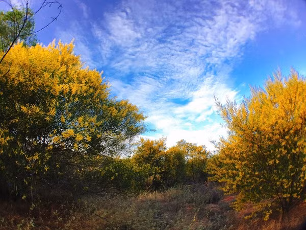 Thiên nhiên còn ban tặng cho thành phố Phan Thiết thêm một loài hoa cũng không hề thua kém về độ rực rỡ. Đó là những cây hoa keo lá tràm.