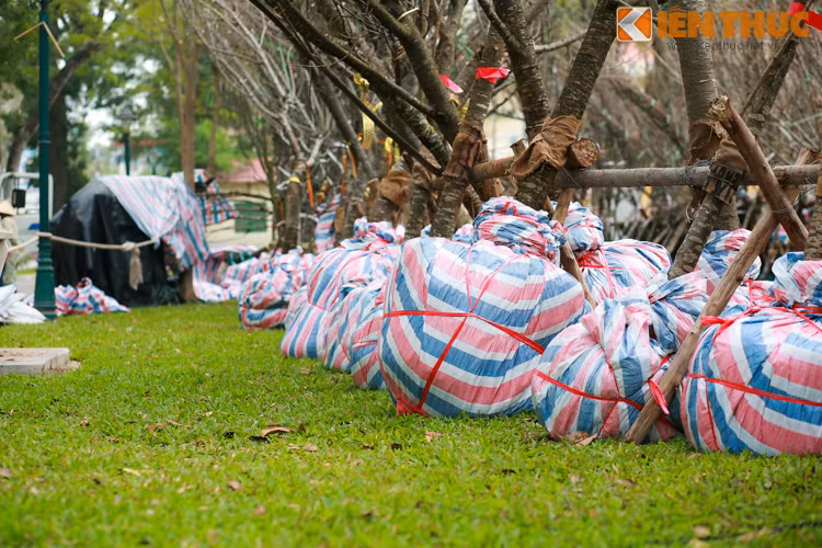 Hàng trăm cây hoa anh đào Nhật Bản tiếp tục về Hà Nội, chuẩn bị trưng bày trong Lễ hội giao lưu văn hóa Nhật Bản diễn ra ngày 10/3 tại khu vực tượng đài Lý Thái Tổ. Hoa anh đào tập kết tại công viên Thống Nhất để các chuyên gia chăm sóc, bảo quản.
