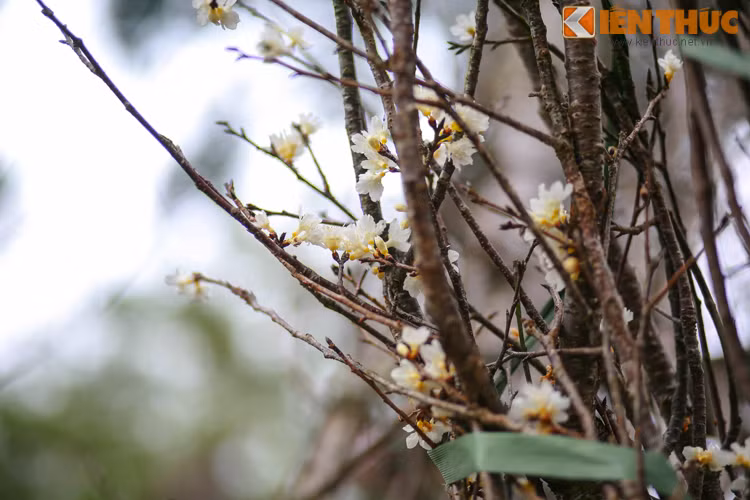 Theo quan sát của phóng viên Kiến Thức, hoa anh đào Nhật Bản có hai màu trắng và đỏ.