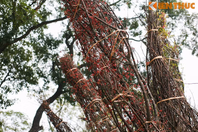 Các cành cây đều được buộc gọn để giảm độ cồng kềnh khi vận chuyển.