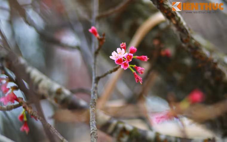 Đây không phải lần đầu hoa anh đào Nhật Bản được đưa về Việt Nam. Trước đó, từng có nhiều cây được trồng tại Ba Vì, SaPa, Đà Lạt vì hợp thổ nhưỡng, khí hậu.