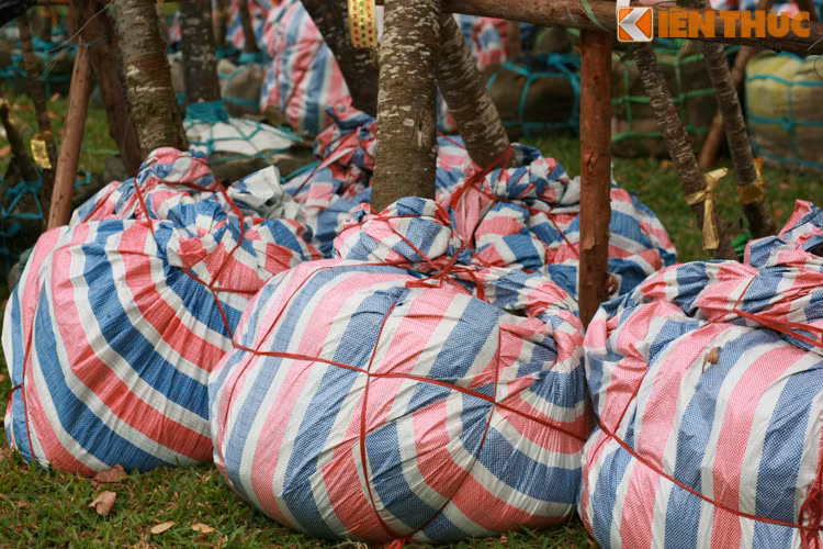 Mỗi gốc cây đều được bọc đất và tưới nước. 